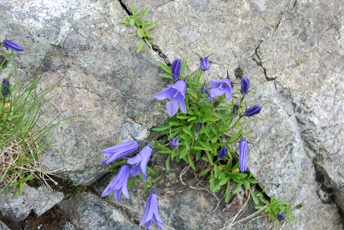 立山の高山植物(1)タテヤマリンドウ