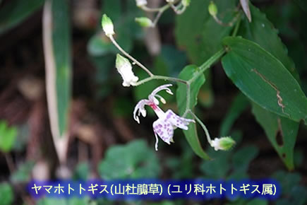 金剛山の花(1)ヤマホトトギス