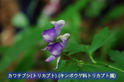 金剛山の花(3)トリカブト