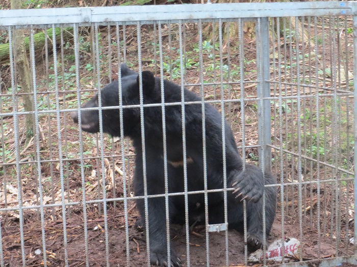 ツキノワグマを捕獲しました1