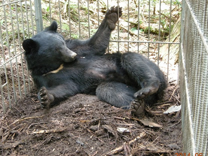 ツキノワグマを捕獲しました2