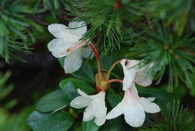 乗鞍の高山植物(2)クルマユリ