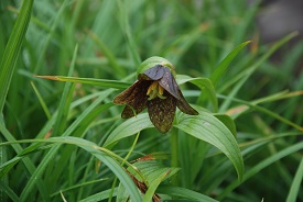 乗鞍の高山植物(3)イワカガミ