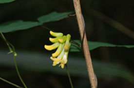 2014年秋の金剛山植物観察(1)ノササゲ