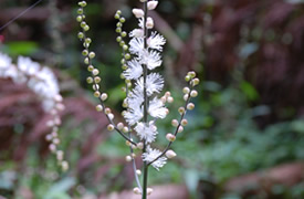 2014年秋の金剛山植物観察(2)イヌショウマ