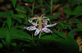 2014年秋の金剛山植物観察(3)ヤマジノホトトギス