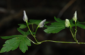 2014年秋の金剛山植物観察(4)トリカブト（蕾）