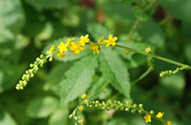 2014年秋の金剛山植物観察(6)キンミズヒキ