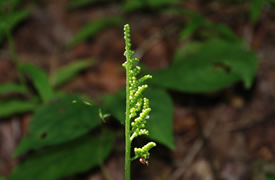2014年秋の金剛山植物観察(7)フユノハナワラビ