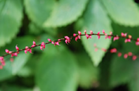 2014年秋の金剛山植物観察(12)ミズヒキソウ